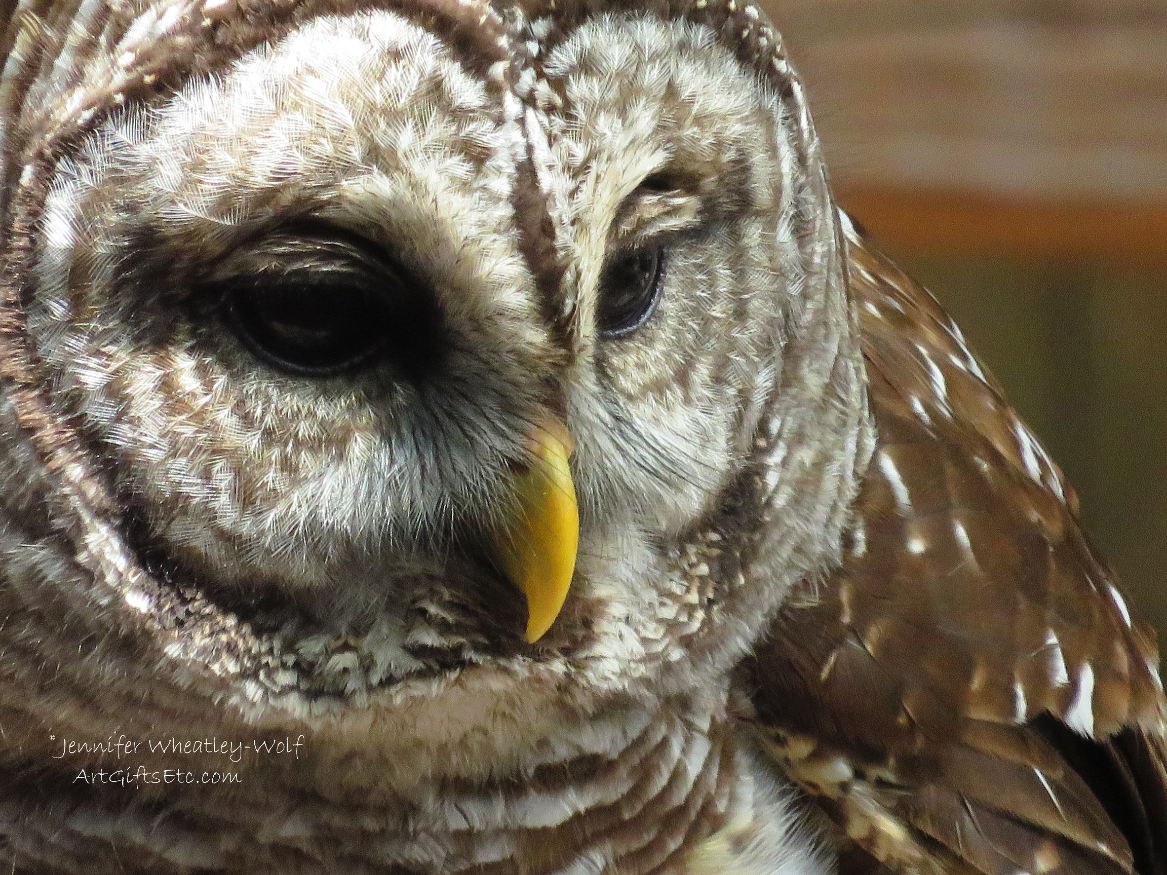 Barred-Owl-Jennifer Wheatley-Wolf